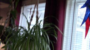Updated Zen Den/Plant Tour