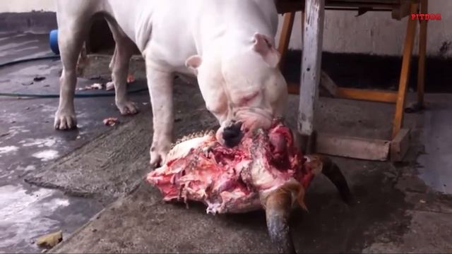 Which Dog Could Kill a Wolf And Protect Your Family And Home? - wolf vs dogs - Pitdog смотреть онлайн