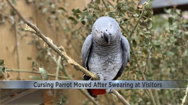 Parrots get separated after swearing at zoo visitors смотреть онлайн