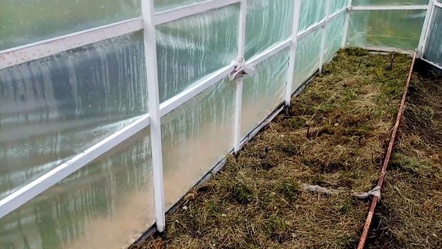 Мульчирую ???Помидоры и ???Огурцы в Теплице скошенным Сухим СЕНОМ в Теплице. ???15 мая 2023г. смотреть онлайн