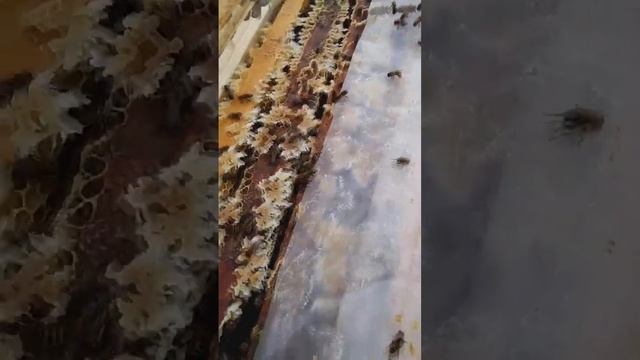 Новая кровь на пасеку. Чердынский район, уральский мед с доставкой смотреть онлайн