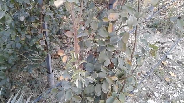 обзор арок из плетистыз роз смотреть онлайн