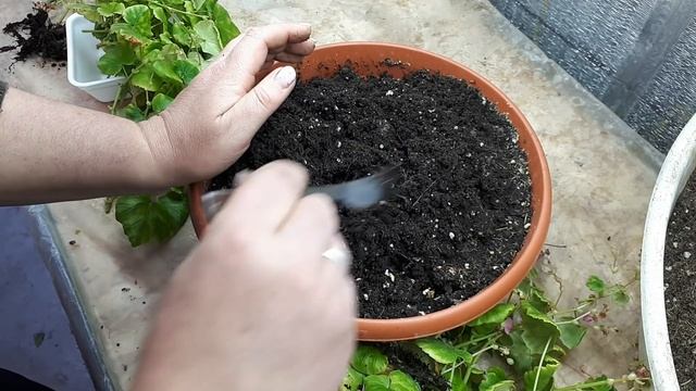 СПАСАТЕЛЬНОЕ черенкование. Залитый субстрат. Перлит. смотреть онлайн