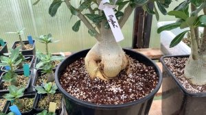 Отличия Адениума Обесум (Тучного) от Арабикума