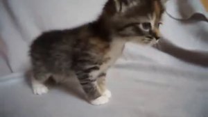 Маленький котенок зовёт маму