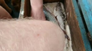 Хариус сухой посол