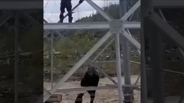 1?? В в Иркутской области медведица с малышом загнала рабочих на вышку. "Ходят тут кожаные всякие смотреть онлайн