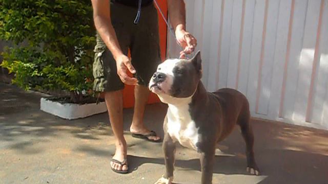 LANE OF STAR JACK SULLY - American Staffordshire Terrier ( blue ) смотреть онлайн