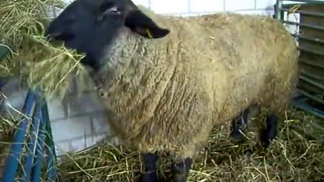 Suffolk Sheep смотреть онлайн