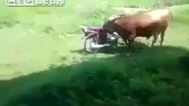 Корова что хочет? ? смотреть онлайн