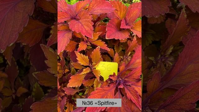 Каталог колеусов 2021года