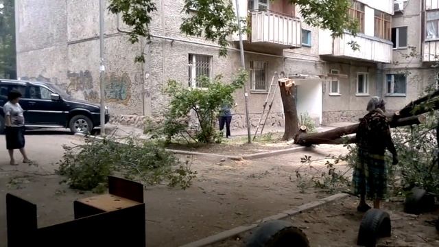 Вырубка деревьев во дворах Алматы.