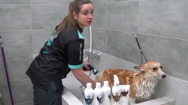 ШОУ-ГРУМИНГ ВЕЛЬШ КОРГИ ПЕМБРОК / Show Grooming of welsh corgi pembroke with #AshleyCraig смотреть онлайн