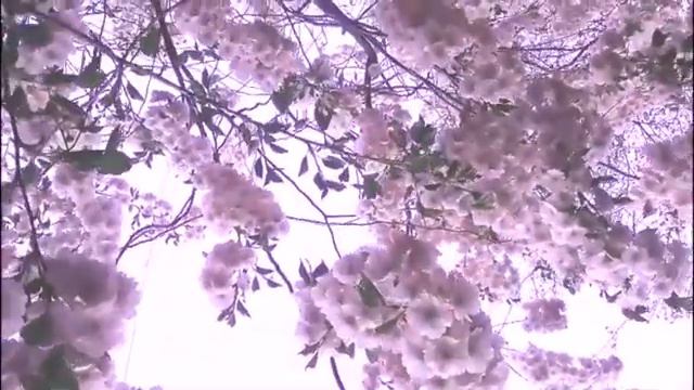 Сакура расцвела в Санкт Петербурге. Май 2019 г.Cherry blossoms.Saint-Petersburg. смотреть онлайн