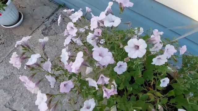 Июльская обрезка ампельной петунии