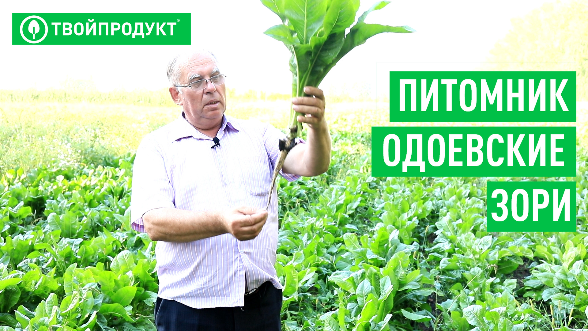Как выращивать цикорий, яблони, груши и прочие растения. Пример из Тульской области. смотреть онлайн