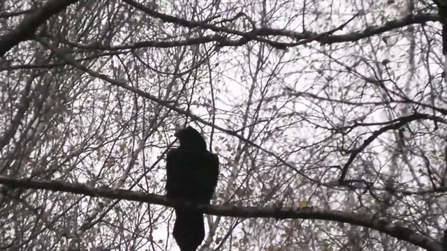 В октябре на солонцах вот это бык! смотреть онлайн
