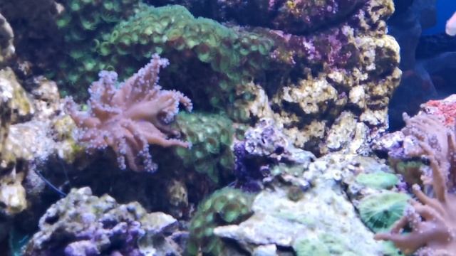 Незабываемая прогулка в лучший океанариум страны "Моря и океаны". смотреть онлайн