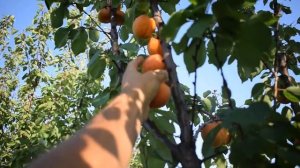 Абрикос Харгранд (17 июля) - Агро Сад