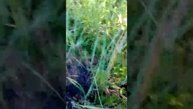 Спасение детеныша косули часть 2 смотреть онлайн