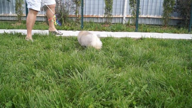 Амбер Лилии Лайн Селеста-4 мес смотреть онлайн