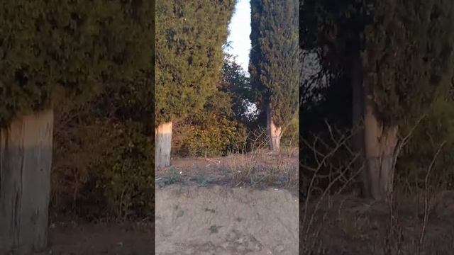 ?? Кипарисы вечнозелёные/Вечнозелени кипариси/Evergreen cypresses 11.09.2021 #кипарисы #shorts смотреть онлайн