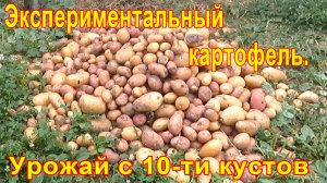 Эксперимент! УРОЖАЙ КАРТОФЕЛЯ с 10-ти картофелин.
