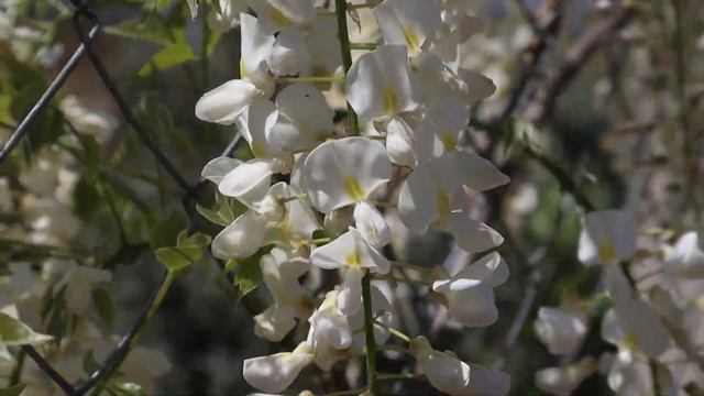 Hablando de la Glicinia de flor blanca - Cuidados - Wisteria sinensis forma alba смотреть онлайн