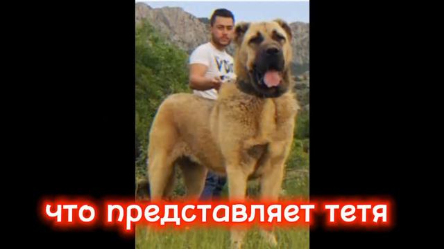 у нас будет кангал в байконуре#автор#лимон смотреть онлайн