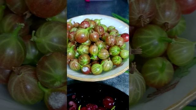 ДАРЫ ЛЕТА! Июнь Волгоград, Собираем первый урожай смотреть онлайн