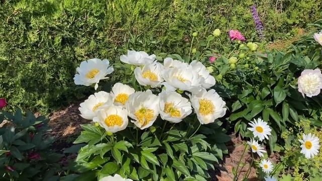 Пионы в цвету |Когда цветут пионы | Чтобы цвели пионы смотреть онлайн