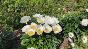 Пионы в цвету  |Когда цветут пионы | Чтобы цвели пионы