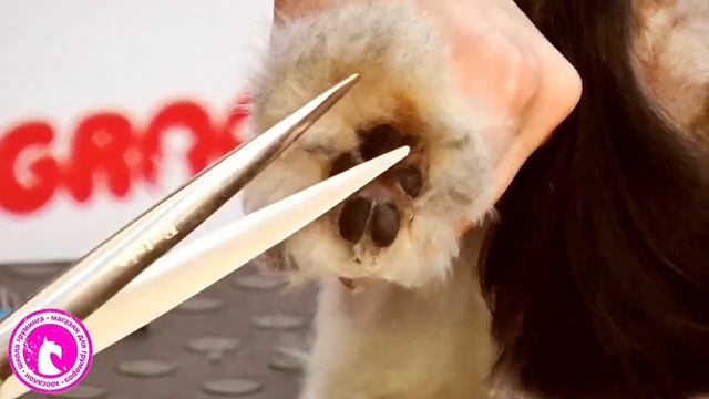 Мастер-класс "Салонный груминг бивер-йорка" смотреть онлайн