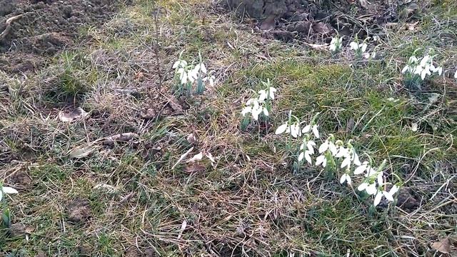 ПЕРВЫЕ ПОДСНЕЖНИКИ НА ЮГЕ В ЯНВАРЕ. ЖИЗНЬ У МОРЯ.Переезд на юг. смотреть онлайн