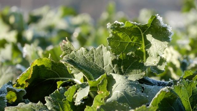 Nikon Coolpix A900 Photo Samples