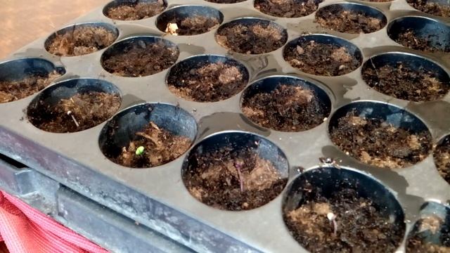 ПИКИРОВКА РАССАДЫ БАЗИЛИКА И КОРНЕВОГО СЕЛЬДЕРЕЯ ИЗ САМОКРУТКИ смотреть онлайн