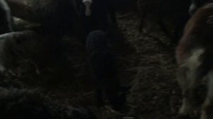 Уехали поросята. Крупный Хряк покрыл вьетнамскую свинку, что будет?