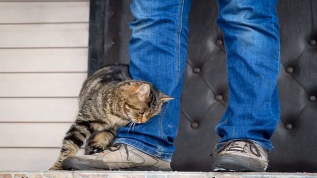 Течка у кошек: когда начинается и сколько длится смотреть онлайн