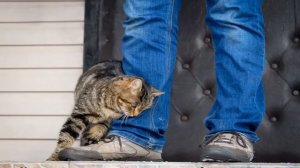 Течка у кошек: когда начинается и сколько длится