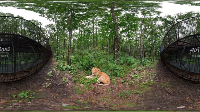 02 360° Приморский Сафари парк, Владивосток 16К 360 видео смотреть онлайн