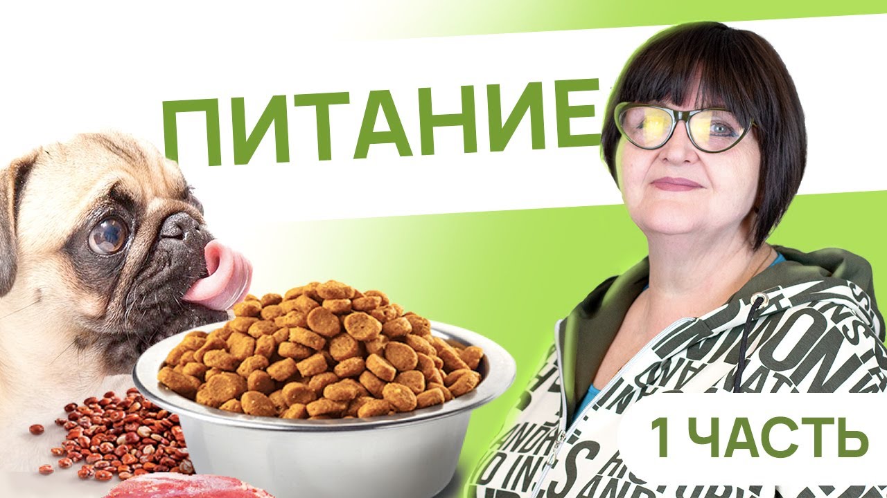 Питание от щенка до взрослой собаки - 1 Часть - Как кормить щенка? - Питание собаки смотреть онлайн