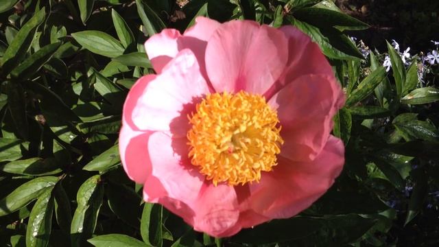 Самые ранние пионы смотреть онлайн