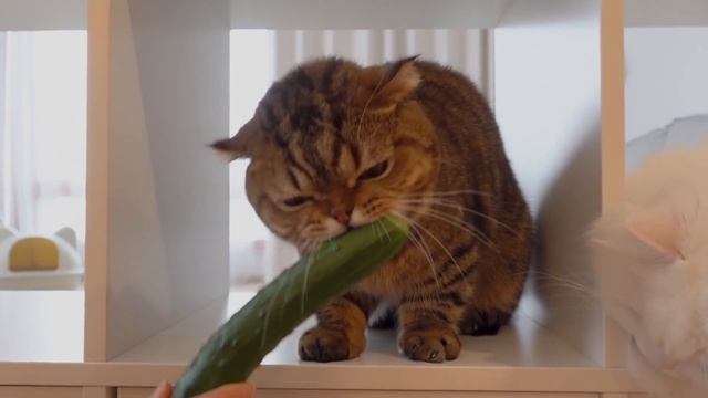 Cats vs Cucumber | Kittisaurus смотреть онлайн