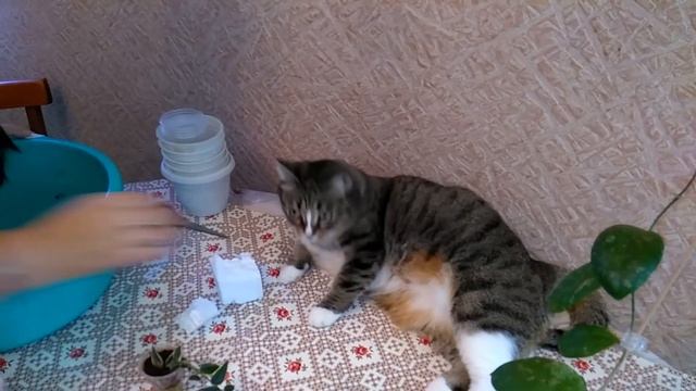 АНАПА Очередная пересадка комнатных растений // Состав грунта смотреть онлайн