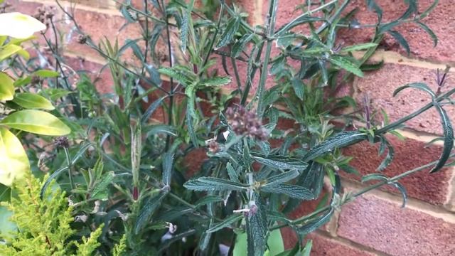 HOW TO PRUNE VERBENA BONARIENSIS I Pruning Verbena Bonariensis
