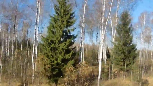 Проносится как жизнь... Лес за окном электрички