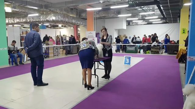 САС в Москве 17.11.2019. Бишон фризе МУСЯ, 15 мес. смотреть онлайн