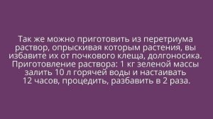 ❀ Персидская ромашка (пиретрум). Советы. Сорта