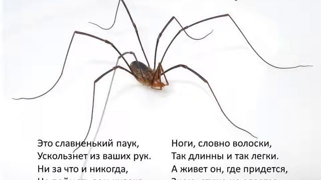 Такие разные паукообразные. Презентация к книге "Насекомые". смотреть онлайн