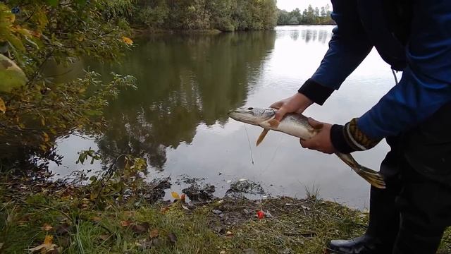Ловля Щуки на донки на живца. смотреть онлайн